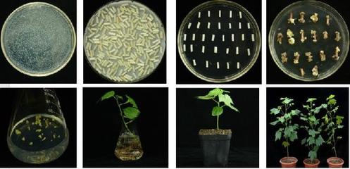 棉籽蛋白深加工與營養特性探究 聚焦棉籽蛋白胨在生物科技研發中的應用與氨基酸短板
